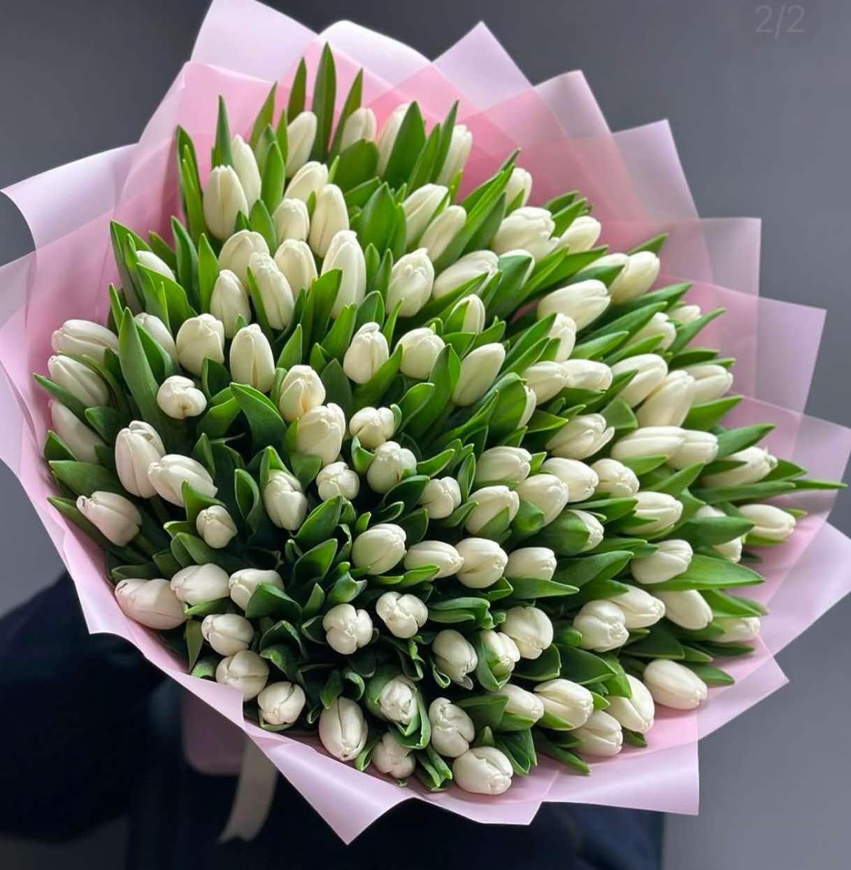 100 Tulips | Tulipanes