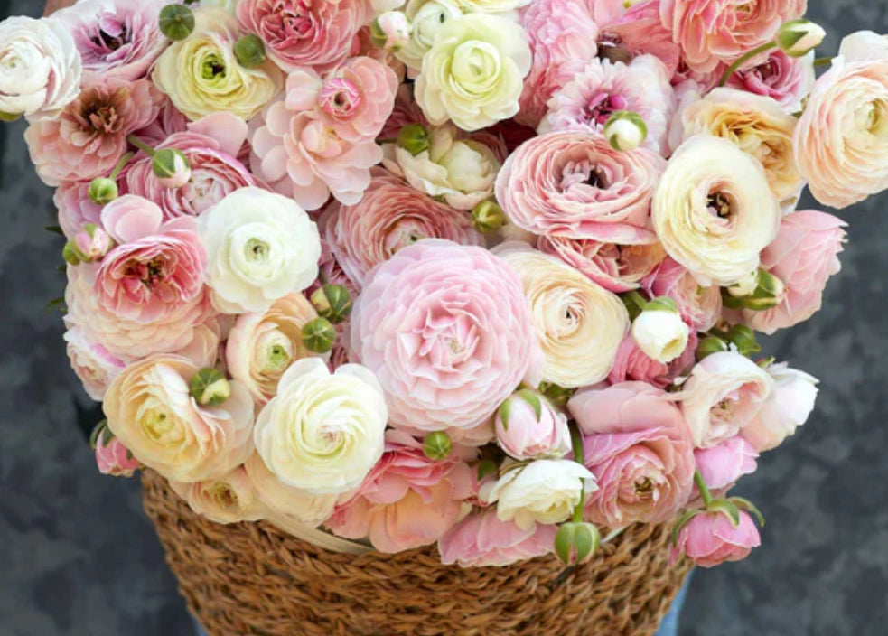 Ranunculus | Renaculos
