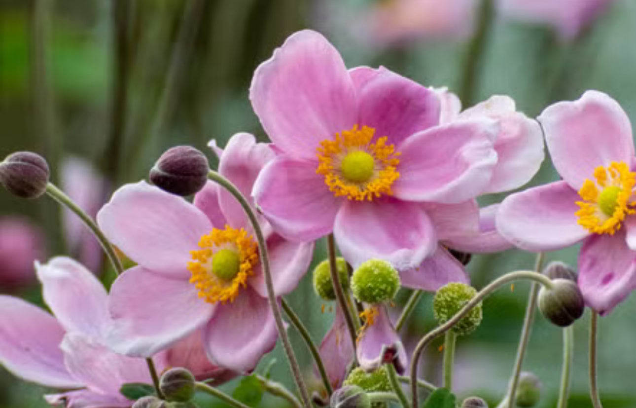 anemones