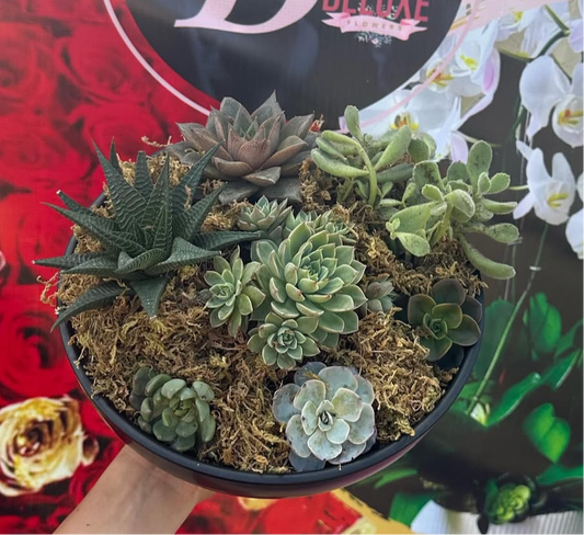 Succulent lovers