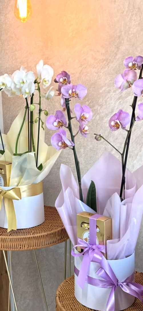 Two Orchids on a Box