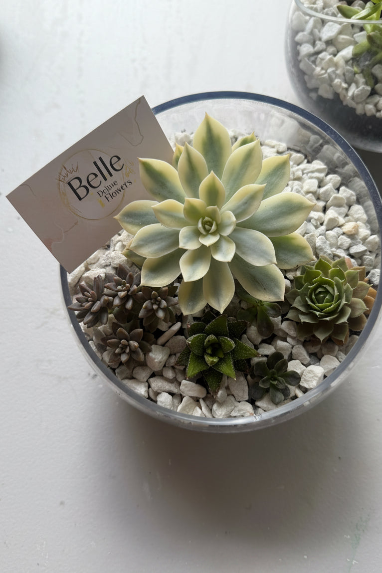 Big Luxury Glass Succulent Terrarium Arrangement