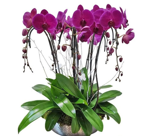 Purple orchid arrangement