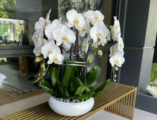 White orchid arrangement
