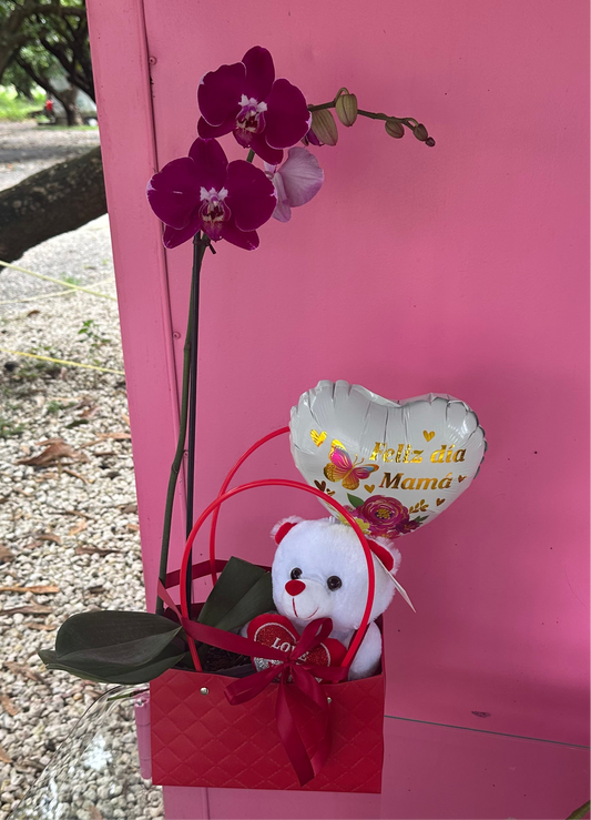 Orchid gift!