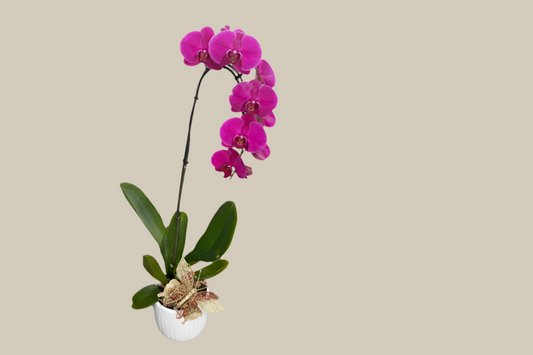 Luxury Purple Single Orchid