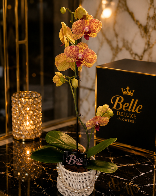Orchid Grace Basket