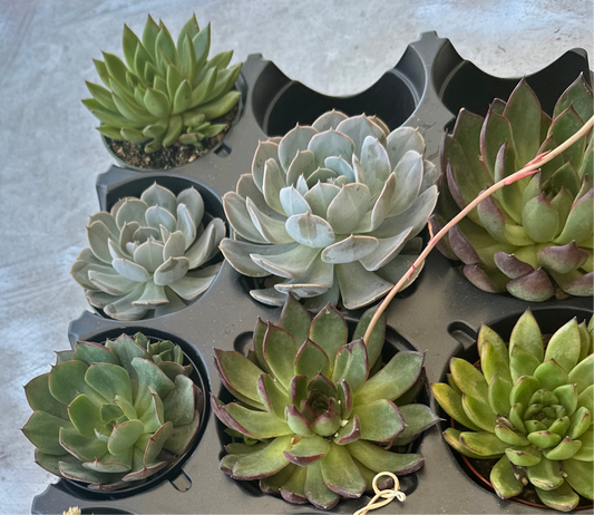 Succulents | Suculentas