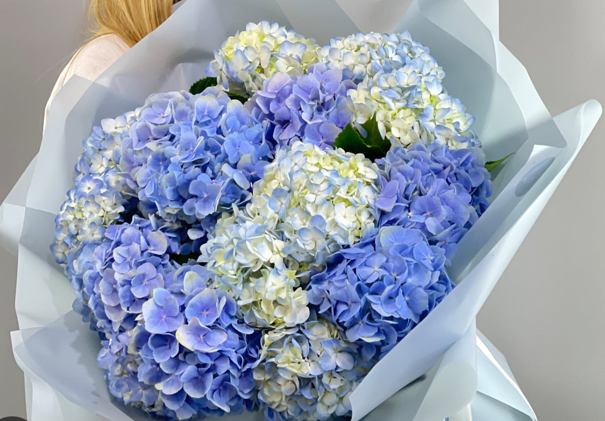 15 wrap Hydrangeas