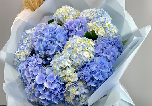 15 wrap Hydrangeas