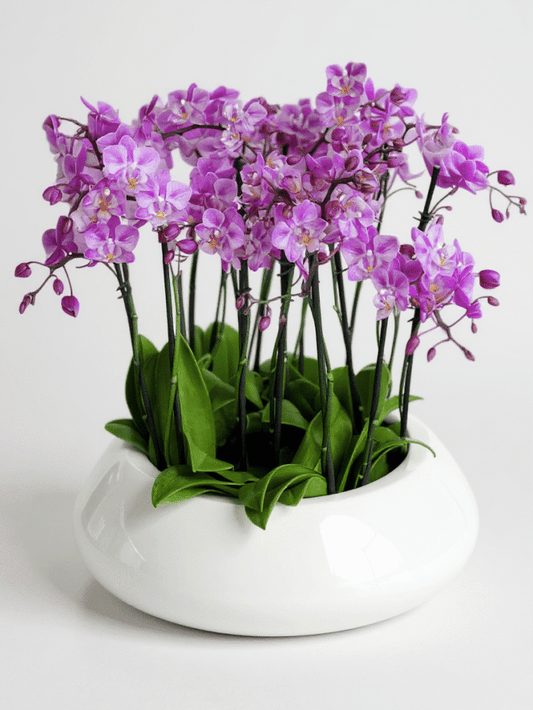 Ambition Purple Orchids