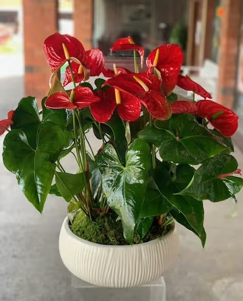 Anthurium Planter