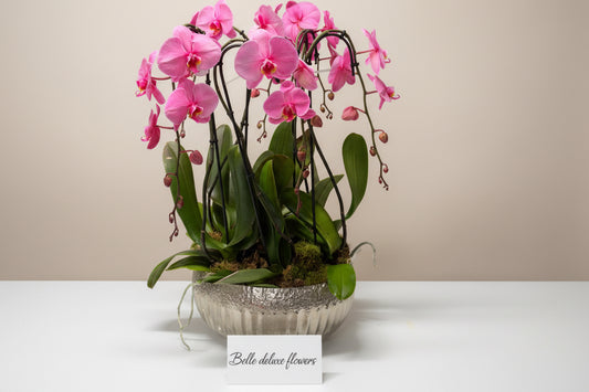 Bella Falling pink Orchids