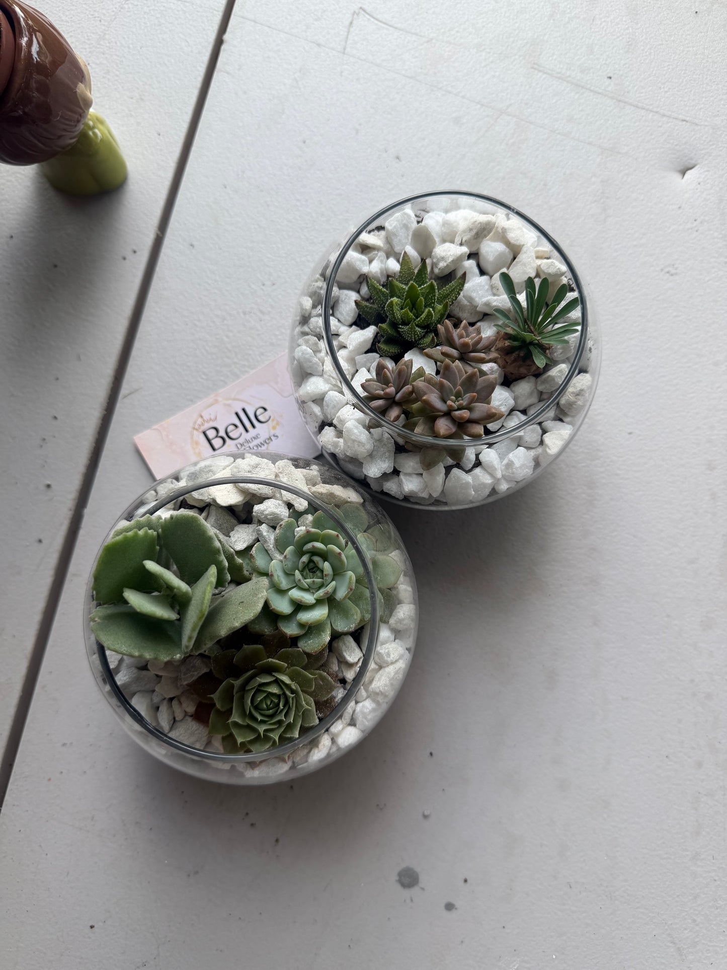 One succulent Terrarium