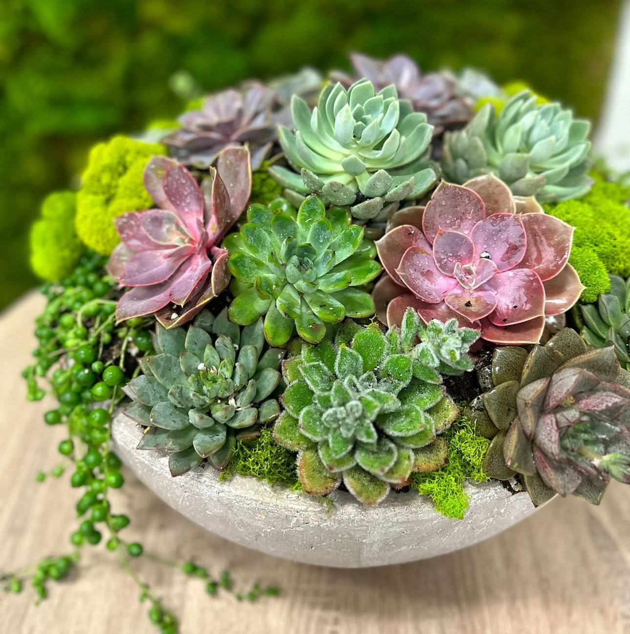 Succulent delux