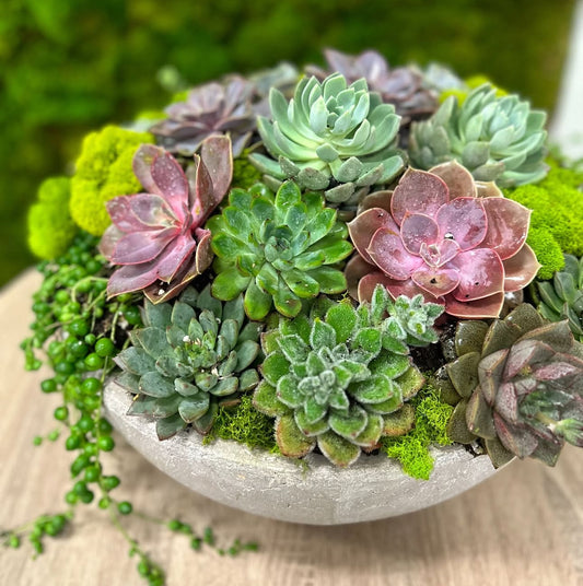 Succulent delux