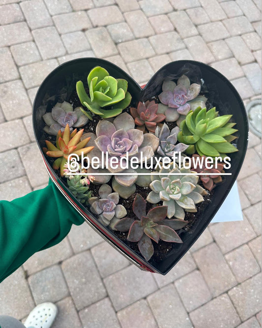 Succulent Heart