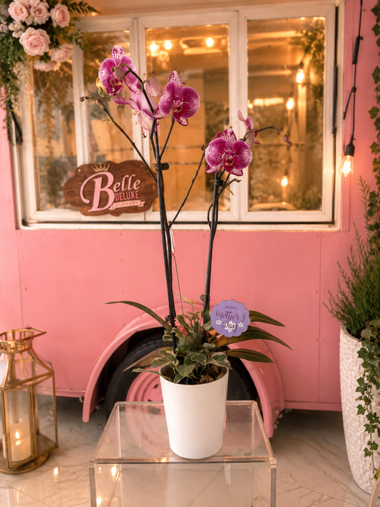 Orchid Royale