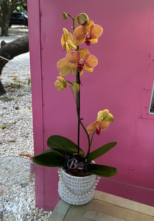 Orchid in a basket