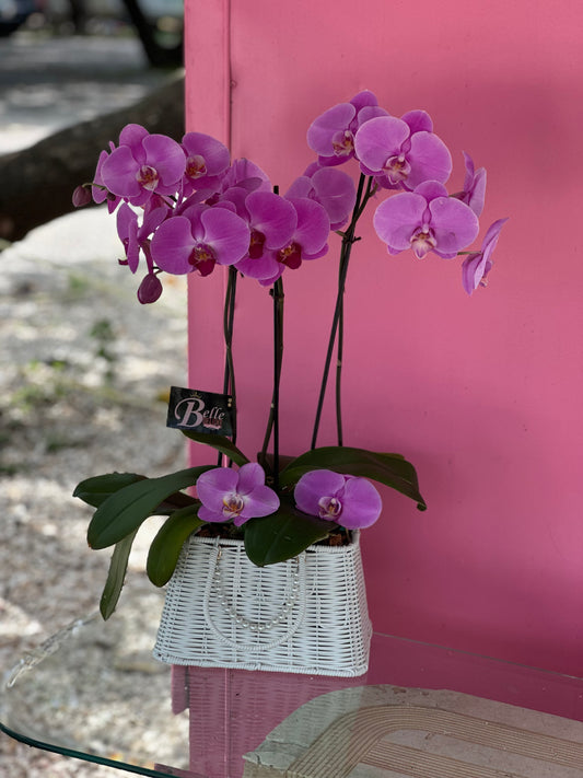 Orchid lady