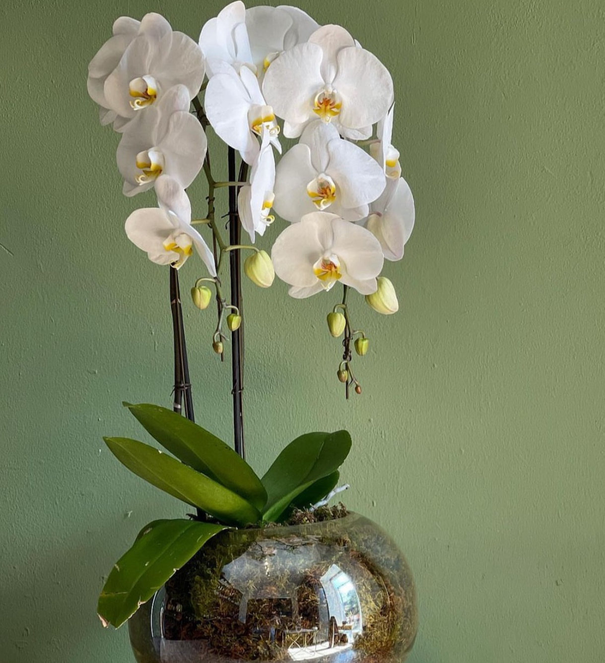 Orchid falling