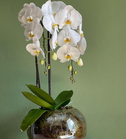 Orchid falling