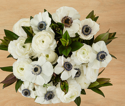 Anemoni clouds