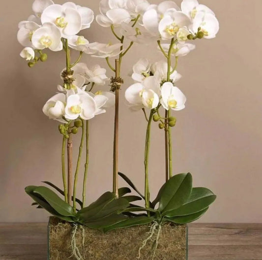 White class y orchid
