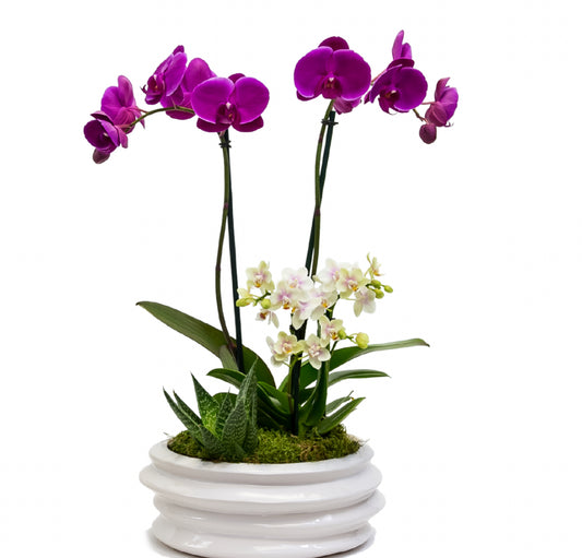 Orchid beauty