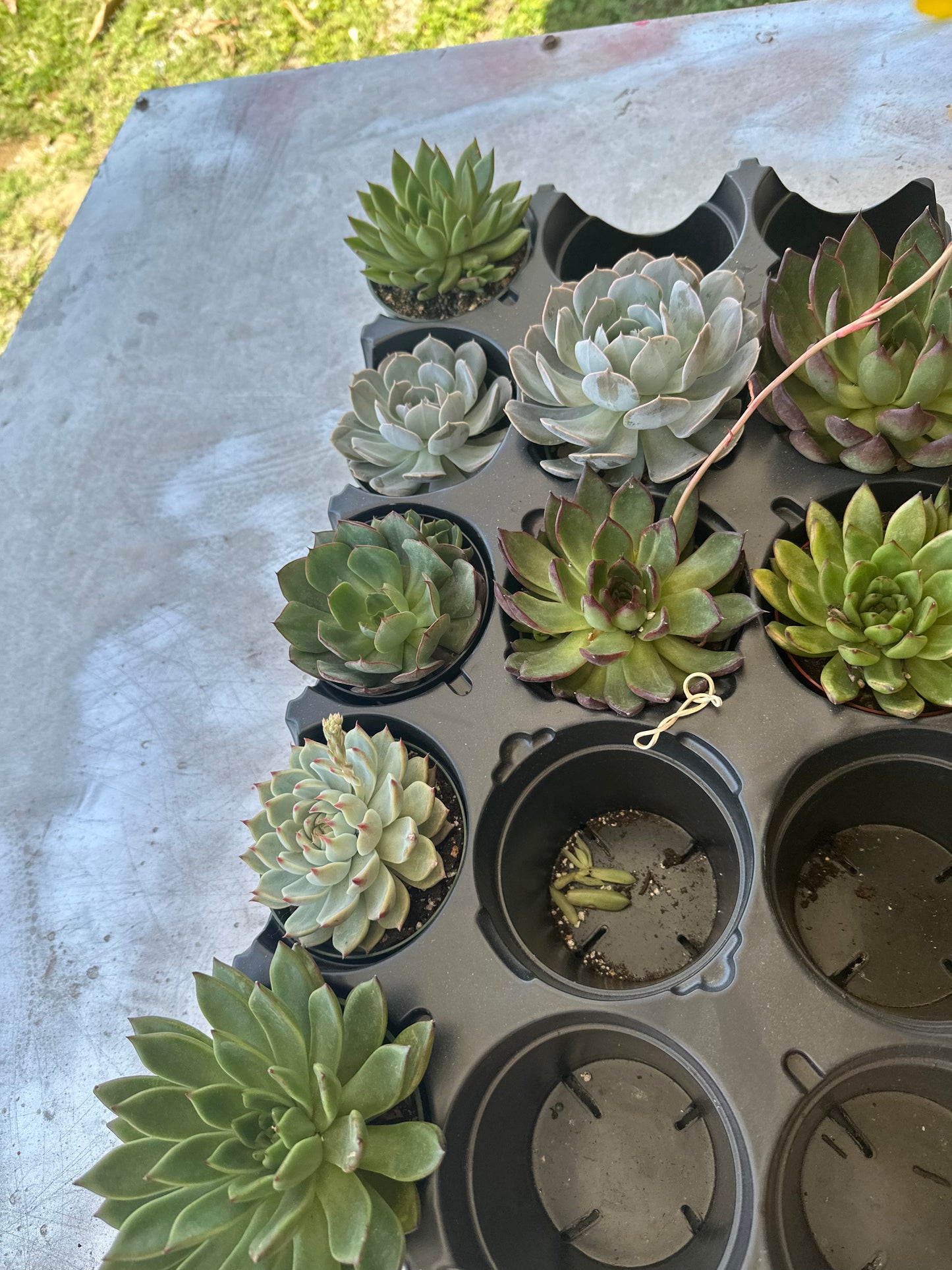 Succulents | Suculentas