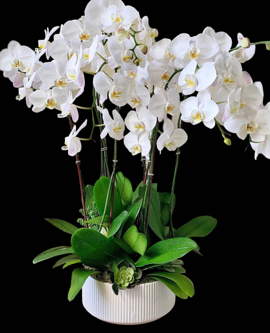 White elegant orchid