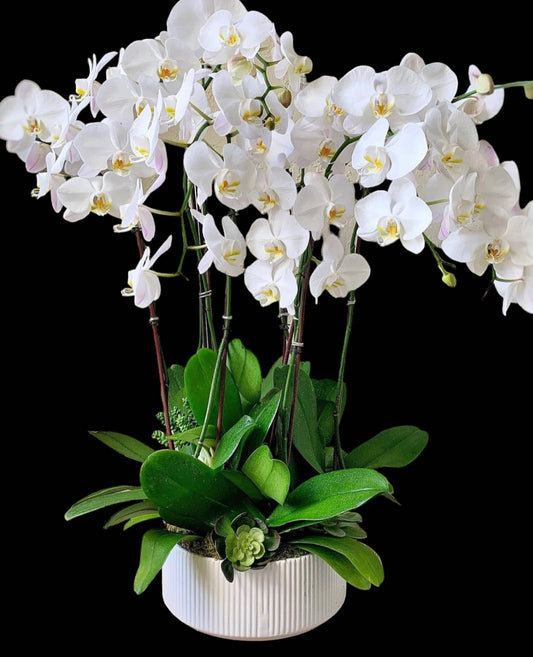 White elegant orchid