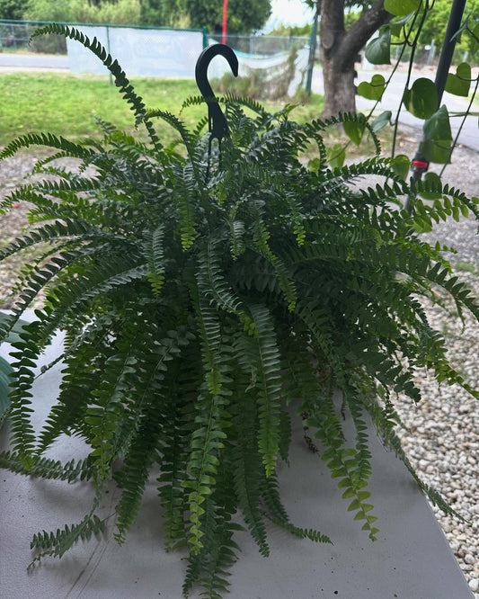 Fern | Helechos