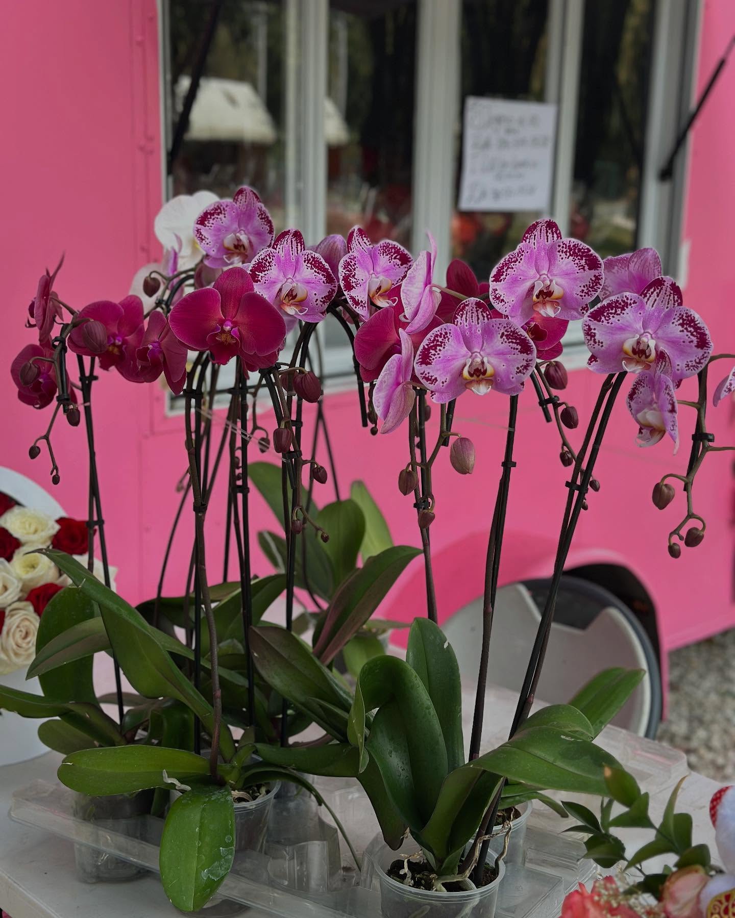 Orchid | Orquideas