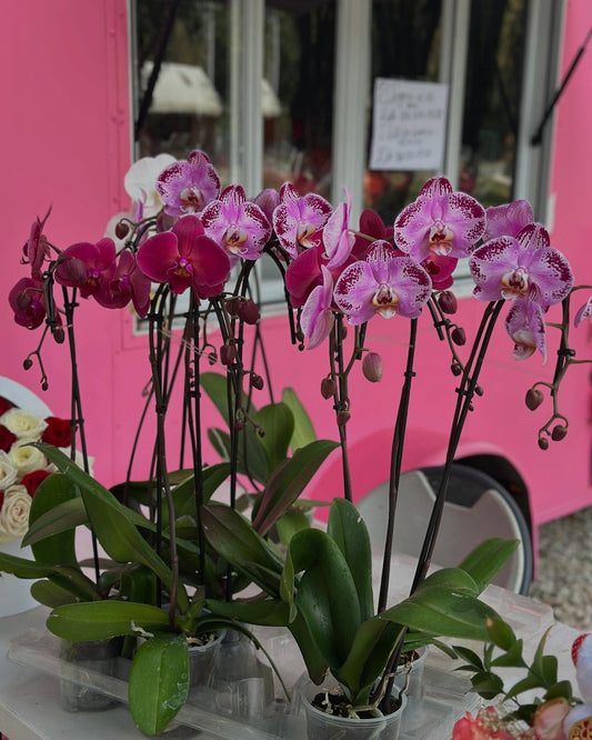 Orchid | Orquideas