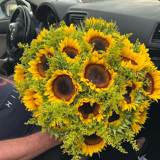 Sunflower buchon